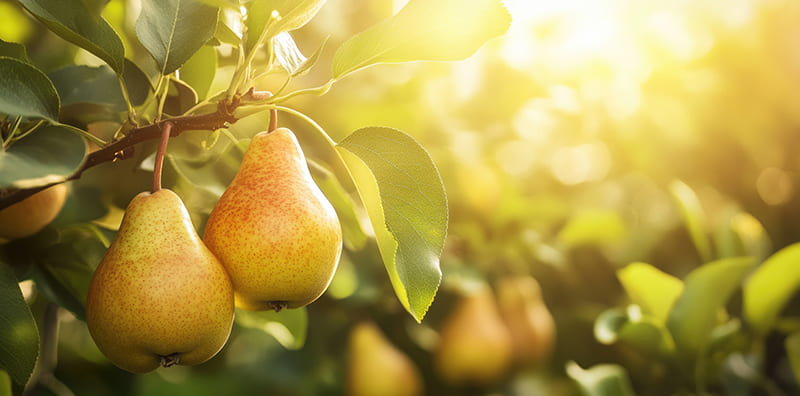 Fresh pears representing various health benefits