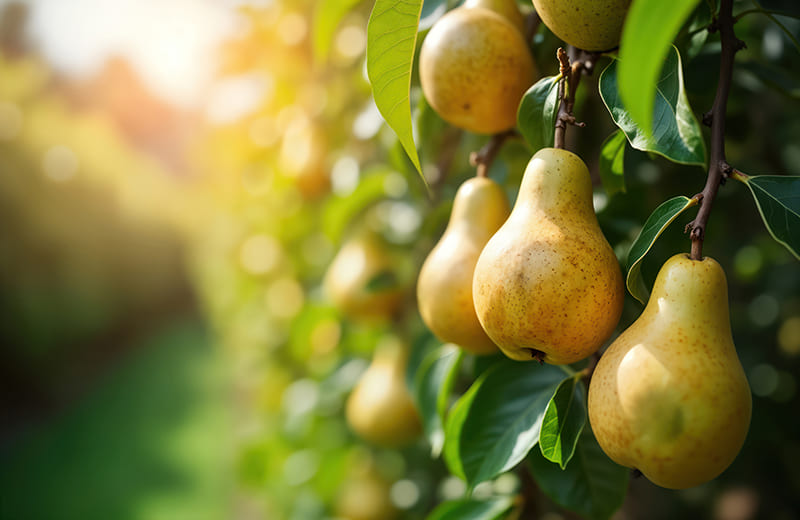 Fresh pears representing health benefits
